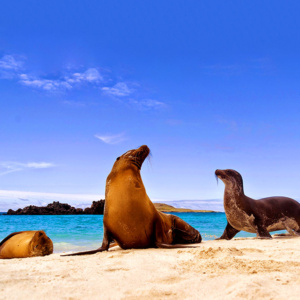 Galápagos de Iate - Coral I & Coral II-4 noites.