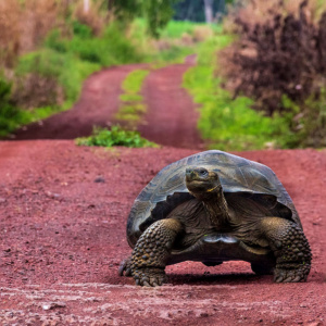 Galápagos Essencial: Santa Cruz & San Cristóbal – 6 dias - 2026