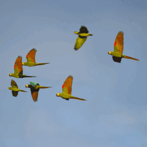 Amazonia Mística en 4 días - 2026