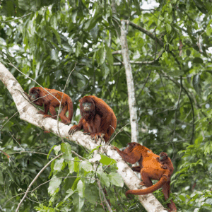 Biodiversidade Amazônica – 3 dias - 2026