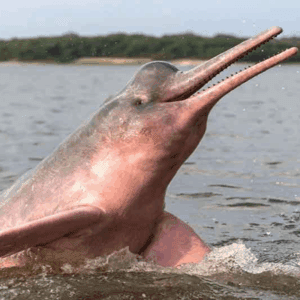 Experiencias Inolvidables en el Amazonas – 4 días - 2026