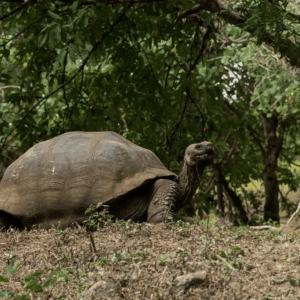 Galapagos  5-Day Cruise: An Extraordinary Journey - 2026