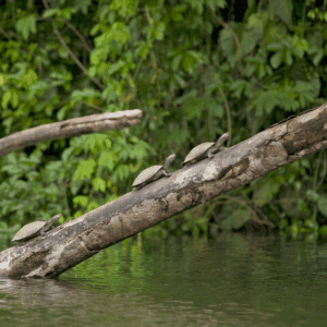 Reserva Amazónica en 5 días - 2026