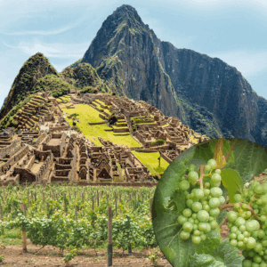 Machu Picchu & The Andean Wine Route – 4 Days - 2026