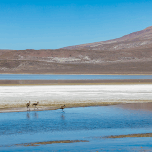 Full Day Laguna de Salinas + Lojen