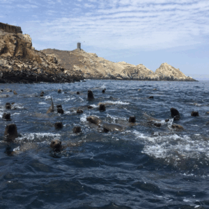 Tour al Callao + Islas Palomino