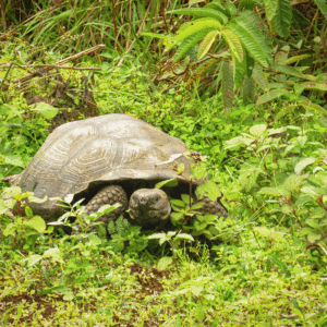 Quito & Galápagos - 5 días