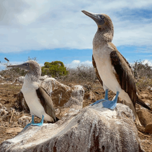 Classic Galápagos: San Cristóbal Island – 4 Days