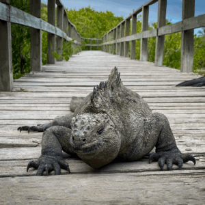 Galápagos Esencial en 3 días - Combinado